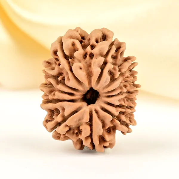 12_Mukhi_From_Nepal_Small_Cdlxv