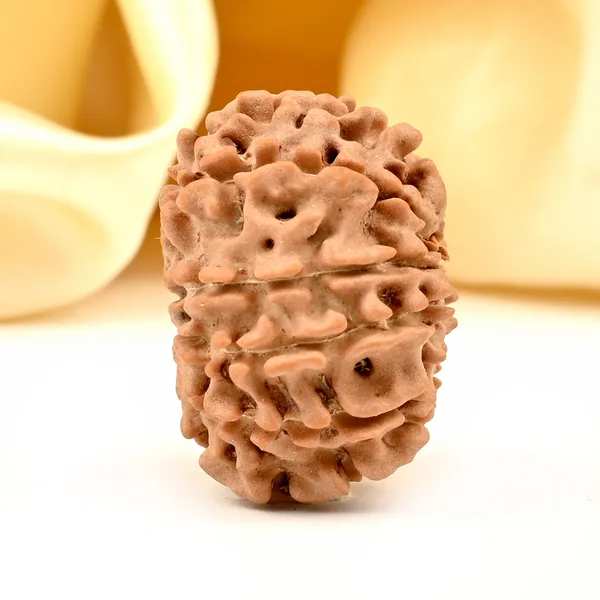 12_Mukhi_From_Nepal_Small_Di