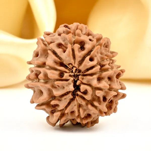 12_Mukhi_From_Nepal_Small_Di