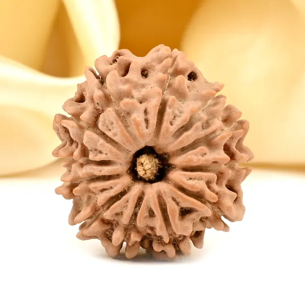 12_Mukhi_From_Nepal_Small_Di