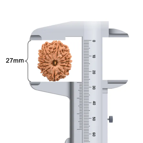 12_Mukhi_Rudraksha_Bead_From_Nepal