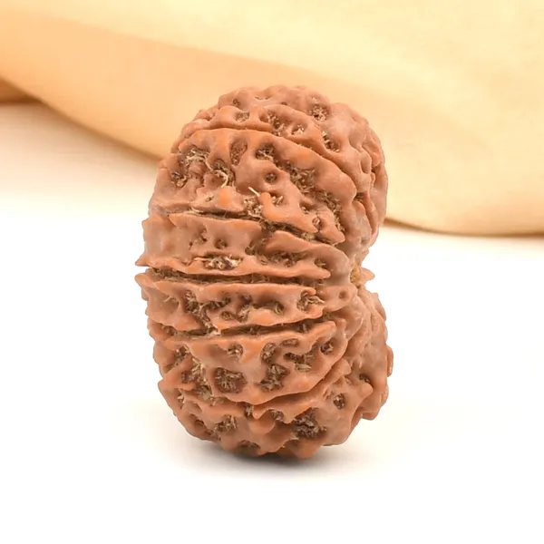 12_Mukhi_Rudraksha_Bead_From_Nepal