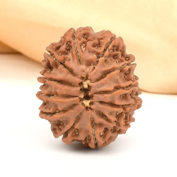12_Mukhi_Rudraksha_Bead_From_Nepal