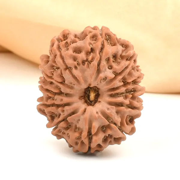 12_Mukhi_Rudraksha_Bead_From_Nepal
