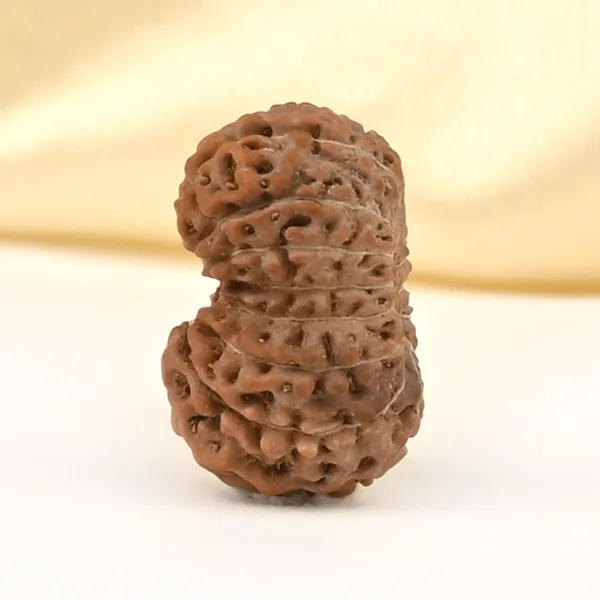 16_Mukhi_From_Java_Indonesia_Small_Clxxv