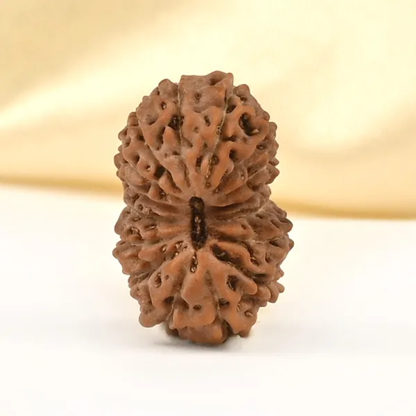 16_Mukhi_From_Java_Indonesia_Small_Clxxv