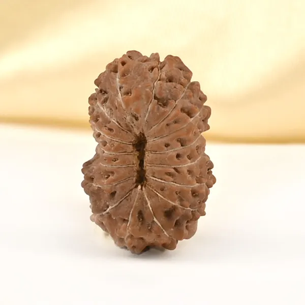 16_Mukhi_From_Java_Indonesia_Small_Clxxv
