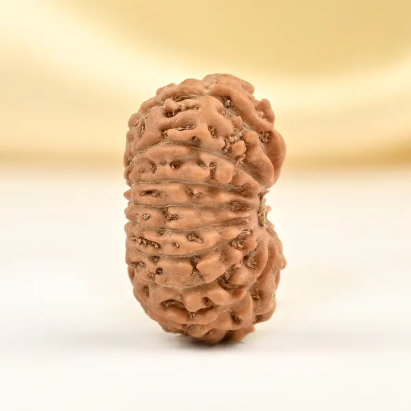 17_Mukhi_Rudraksha_Bead_From_Java_Indonesia