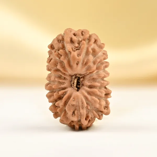 17_Mukhi_Rudraksha_Bead_From_Java_Indonesia