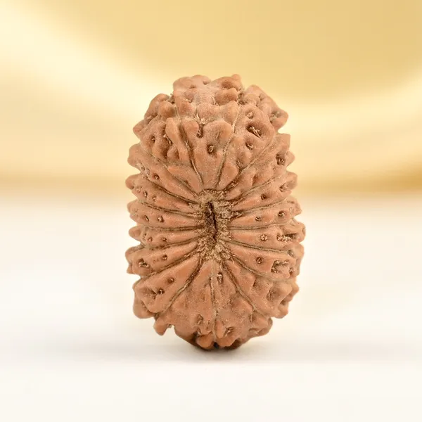 17_Mukhi_Rudraksha_Bead_From_Java_Indonesia