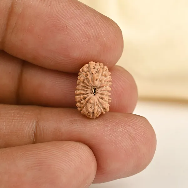17_Mukhi_Rudraksha_Bead_From_Java_Indonesia