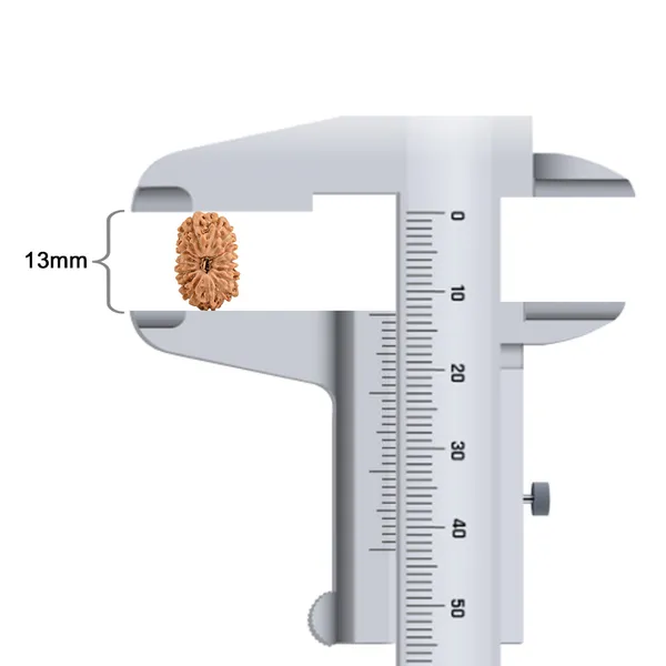 17_Mukhi_Rudraksha_Bead_From_Java_Indonesia