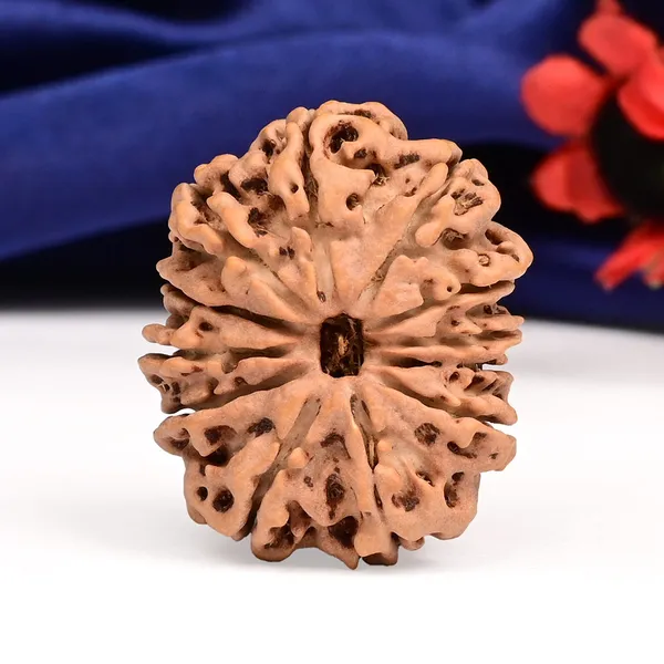 12_Mukhi_From_Nepal_Large_Cxx
