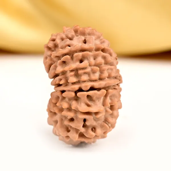 15_Mukhi_From_Nepal_Small_Clvii
