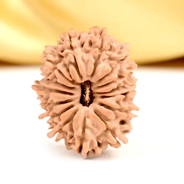 15_Mukhi_From_Nepal_Small_Clvii
