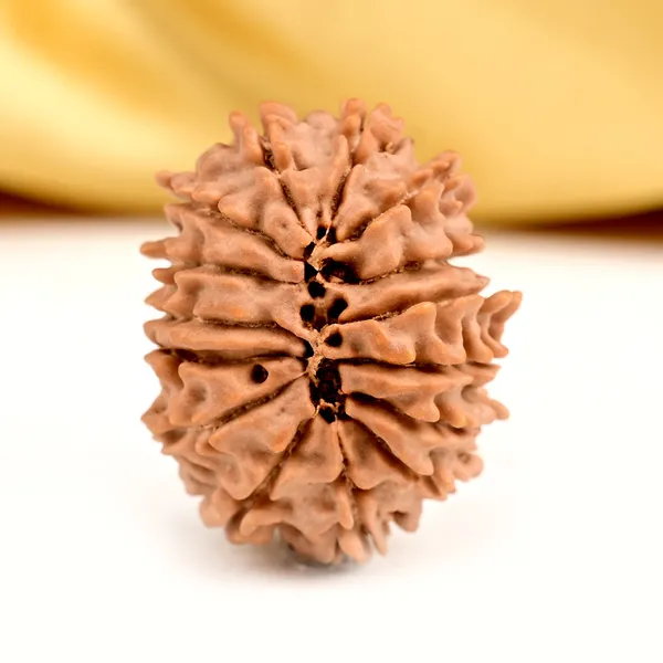 15_Mukhi_From_Nepal_Small_Clvii