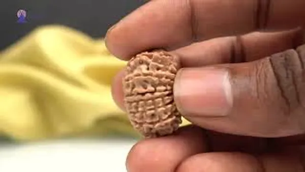 15_Mukhi_From_Nepal_Small_Clvii