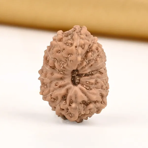 15_Mukhi_From_Java_Indonesia_Small_Ccliv