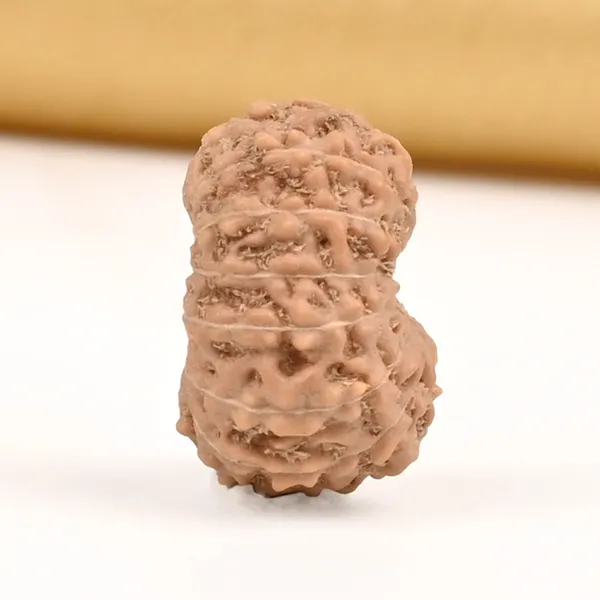 15_Mukhi_From_Java_Indonesia_Small_Ccliv