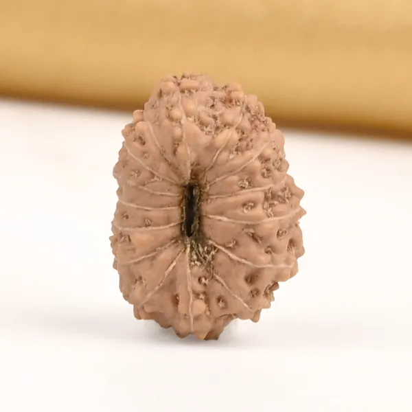 15_Mukhi_From_Java_Indonesia_Small_Ccliv