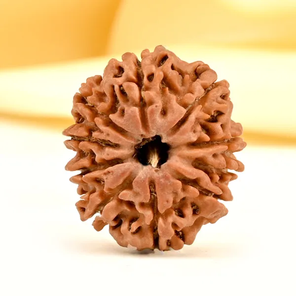 10_Mukhi_From_Nepal_Small_Cdi