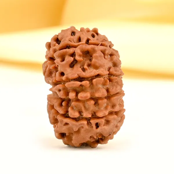 10_Mukhi_From_Nepal_Small_Cdi