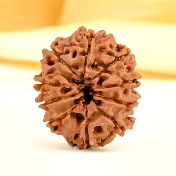 10_Mukhi_From_Nepal_Small_Cdi