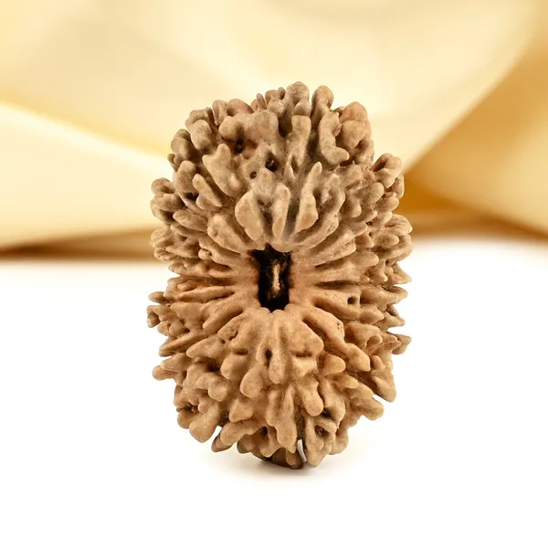 14_Mukhi_From_Nepal_Cclxiv_Small