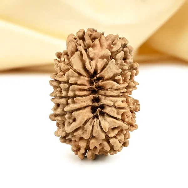 14_Mukhi_From_Nepal_Cclxiv_Small