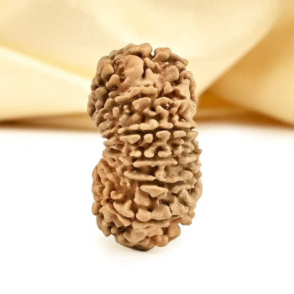 14_Mukhi_From_Nepal_Cclxiv_Small
