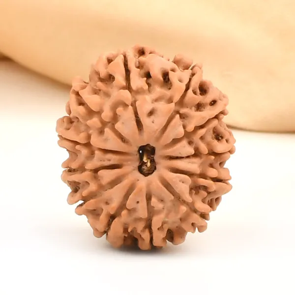 12_Mukhi_From_Nepal_Small_Cdxii
