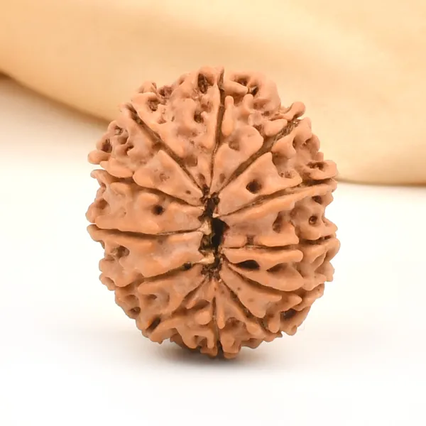 12_Mukhi_From_Nepal_Small_Cdxii