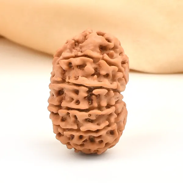 12_Mukhi_From_Nepal_Small_Cdxii