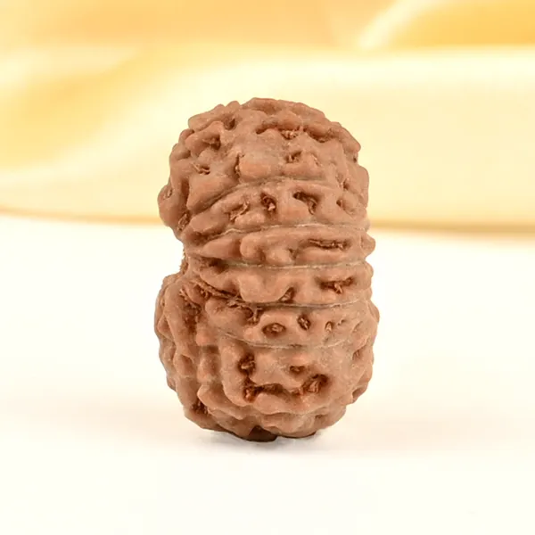 14_Mukhi_From_Java_Indonesia_Small_Cdxxx