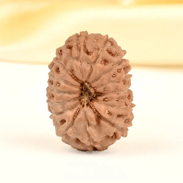 14_Mukhi_From_Java_Indonesia_Small_Cdxxx