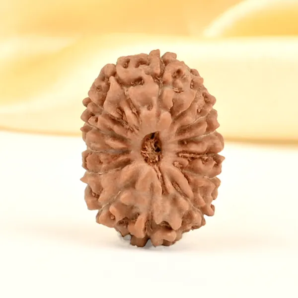 14_Mukhi_From_Java_Indonesia_Small_Cdxxx