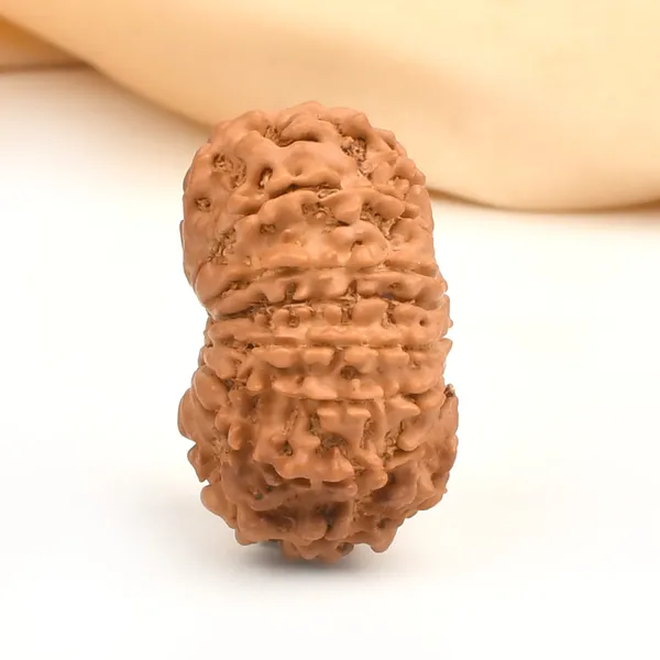 15_Mukhi_From_Nepal_Cxxx