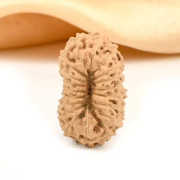 19_Mukhi_Rudraksha_Bead_Indonesia_Large