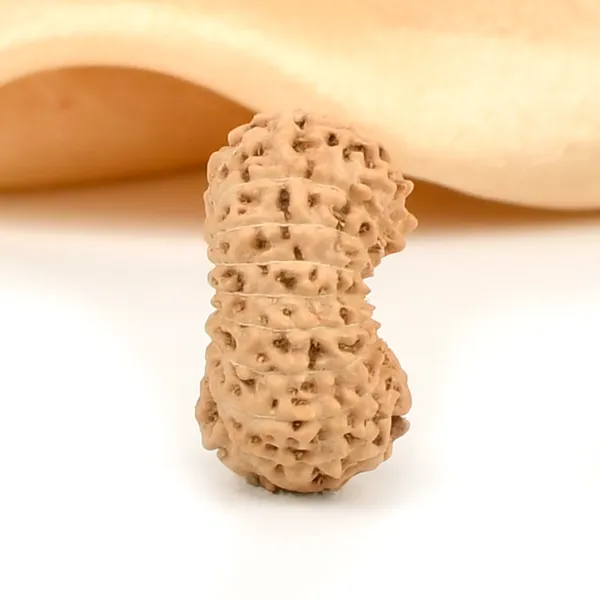 19_Mukhi_Rudraksha_Bead_Indonesia_Large