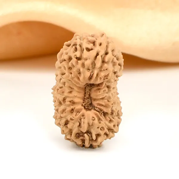 19_Mukhi_Rudraksha_Bead_Indonesia_Large