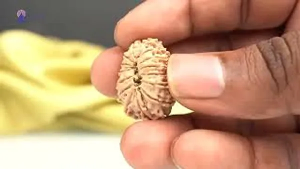 15_Mukhi_From_Nepal_Small_Clv