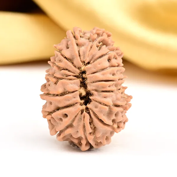 15_Mukhi_From_Nepal_Small_Clv