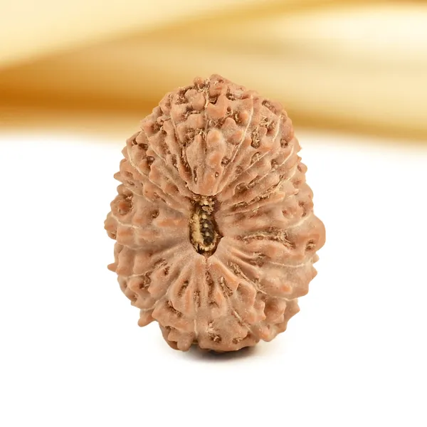 Techpandit_19_Mukhi_Rudraksha_Bead_Indonesia