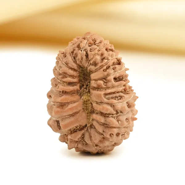 Techpandit_19_Mukhi_Rudraksha_Bead_Indonesia