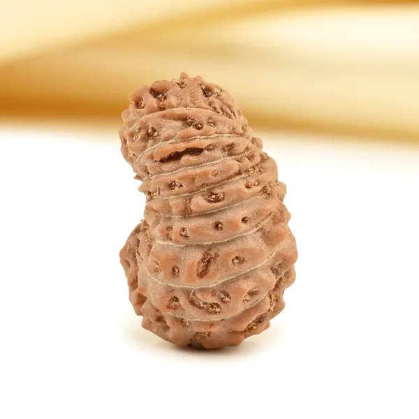 Techpandit_19_Mukhi_Rudraksha_Bead_Indonesia