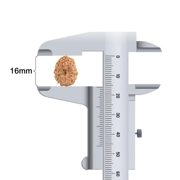 Techpandit_19_Mukhi_Rudraksha_Bead_Indonesia