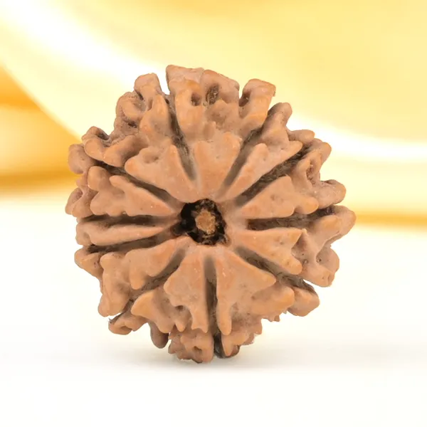 10_Mukhi_From_Nepal_Small_Cdlxii