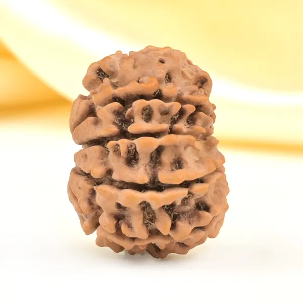 10_Mukhi_From_Nepal_Small_Cdlxii