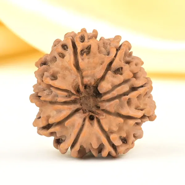 10_Mukhi_From_Nepal_Small_Cdlxii