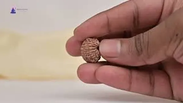 14_Mukhi_From_Nepal_Tiny_Xviii